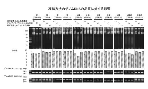 実証データ ⑥ 凍結方法のゲノムdnaの品質に対する影響 一般社団法人 日本病理学会 ゲノム研究用病理組織検体取扱い規程