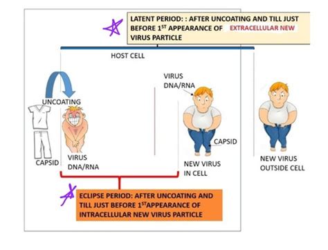 Virus Replication Flashcards Quizlet