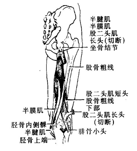 图112 大腿肌 人体解剖 医学