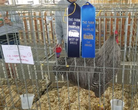 Pin By Heather Ross On Show Chickens La County Fair Home Appliances