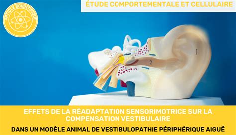 Effets de la réadaptation sensorimotrice sur la compensation