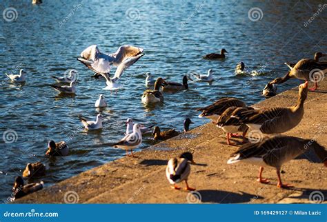 Ducks Seagulls And Wild Geese Gather At A Lake Stock Image Image Of