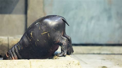 La Naissance D Un Hippopotame Pygm E Ath Nes Suffira T Elle Sauver