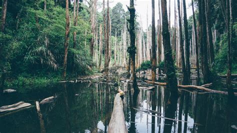 Free Images Tree Water Nature Forest Swamp Wilderness Lake