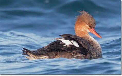 Red Breasted Merganser Identification Birdzilla Wild About Wild Birds