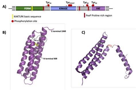 Overview of FAK domains and FAT structures. A) Schematic overview of ...