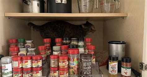 Molly In The Cabinets Album On Imgur