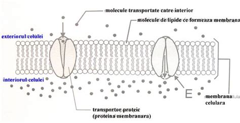 Transportul Membranar