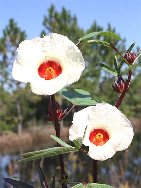 Roselle Tea Hibiscus Plant (hibiscus sabdariffa) – Urban Perennials