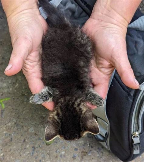 Zampe in alto questa è una rapina ma sarà il gatto Kurv a rubarvi il