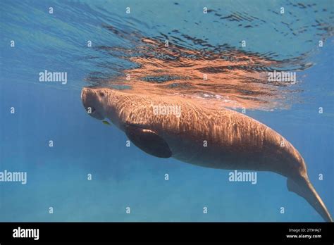 Dugong dugong dugon Fotos und Bildmaterial in hoher Auflösung Alamy