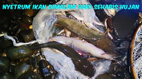 NYETRUM IKAN LELE DIMALAM HARI SEHABIS HUJAN YouTube