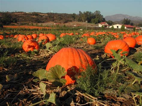 Bates Nut Farm Pumpkin Patche San Diego Travel Blog