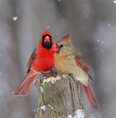 7100 Male Cardinal Bird Stock Photos Pictures And Royalty Free Images