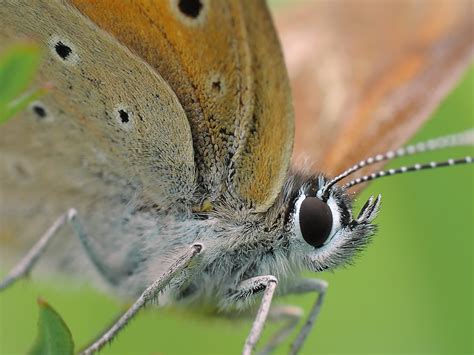 Butterfly close up by BogdanCh on DeviantArt