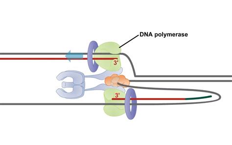 端粒酶的作用-action of telomerase-动画_哔哩哔哩_bilibili