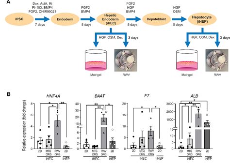 [pdf] Self Assembled Matrigel Free Ipsc Derived Liver Organoids Demonstrate Wide Ranging Highly