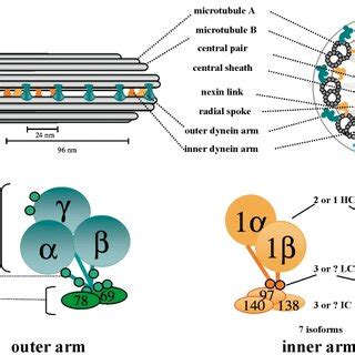 Axoneme Structure And Components A Schematic Diagram Of The Cilium