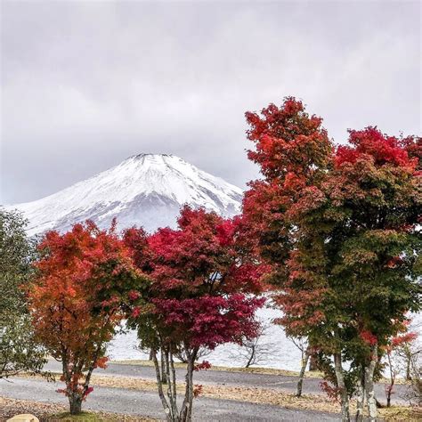 山中湖観光情報 on Twitter 紅葉と富士山 雪化粧 した山頂が見えました mtfuji 富士山 山中湖