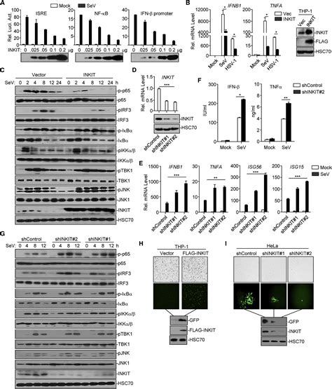 Induction Of INKIT By Viral Infection Negatively Regulates Antiviral