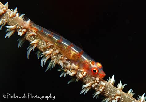Shooting Macro Aquaventure Scuba And Travel