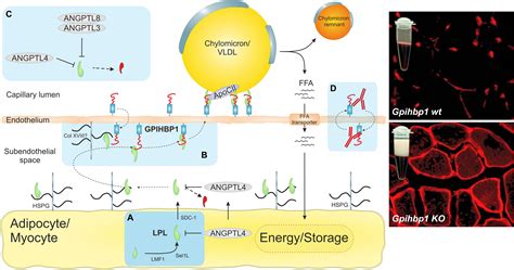 Frontiers GPIHBP1 And ANGPTL4 Utilize Protein Disorder To Orchestrate