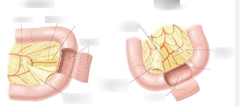 Differences In Jejunum And Ileum Diagram Quizlet