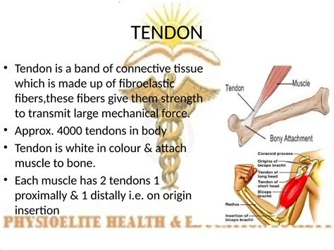 TENDON.pptx Know about tendon, and components of tendon, tendon injury