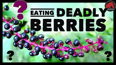 Eating Pokeweed berries - Untamed Science