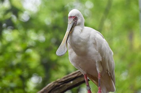 African Spoonbill The Maryland Zoo