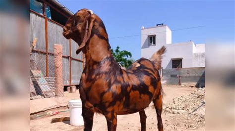 Indian Goat Breeds And Their Unique Characteristics