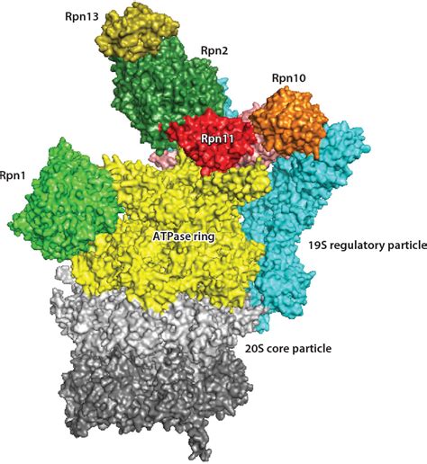 Figure From Recognition Of Client Proteins By The Proteasome