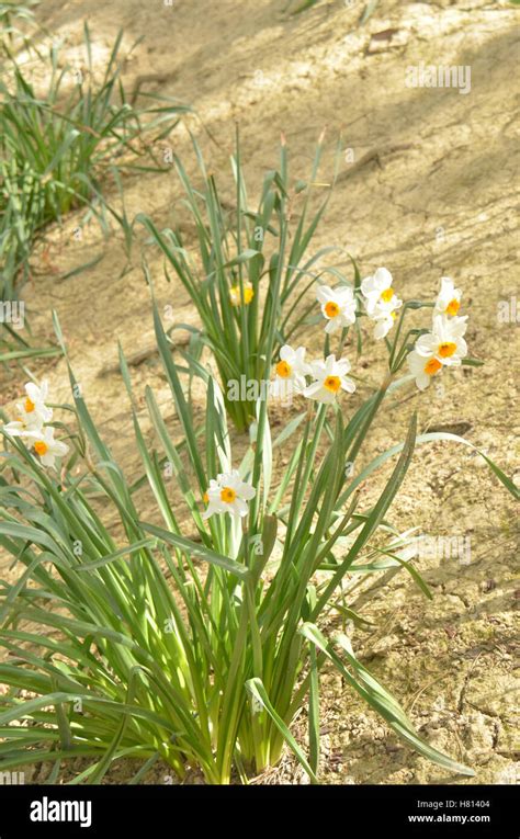 Daffodils Gen Narcissus Stock Photo Alamy