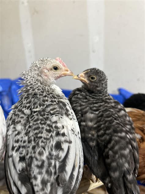 Help identifying these two little ones. : r/chickens