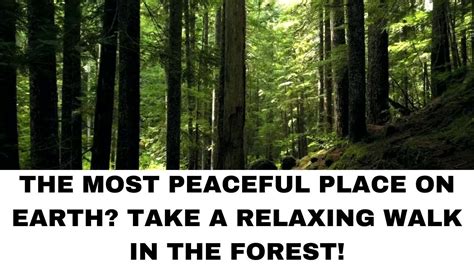 The Most Peaceful Place On Earth Take A Relaxing Walk In The Forest