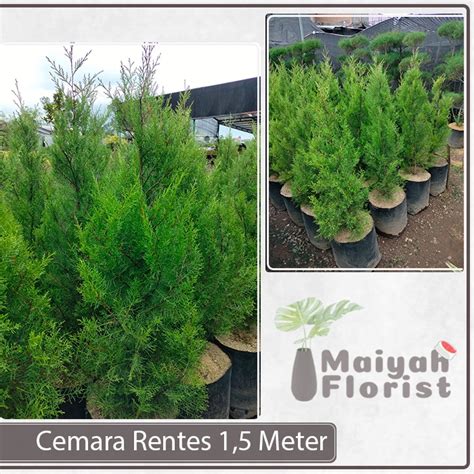 Jual Cemara Rentes 1 5 Meter Cemara Wangi Tinggi Taman Tanaman