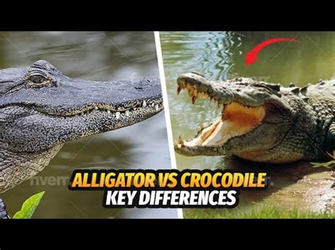 Alligator Vs Crocodile Key Differences Youtube