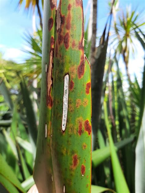 Flax Looper Moth Orthoclydon Praefectata Damage Tiritiri Flickr