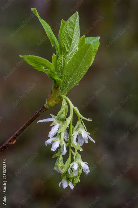 Spring Flowers Of Indian Plum Oemleria Cerasiformis The Fruit Turns