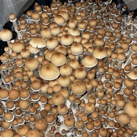 Best Psilocybin Mushroom Strains For Microdosing Full Guide