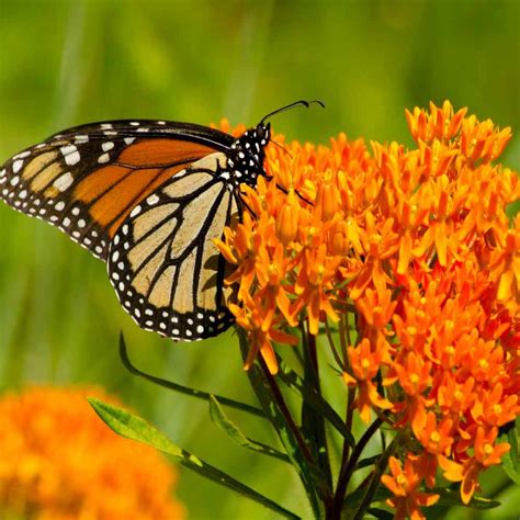 Butterfly Weed Seeds Asclepsias Tuberosa Milkweed Flower Seed