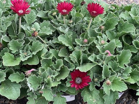 Arctotis 'Majec Ruby' | Native Sons Wholesale Nursery