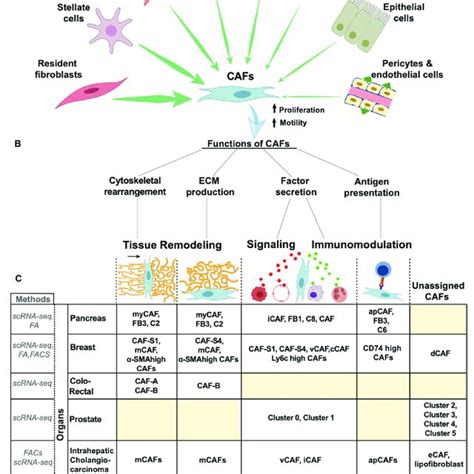 History Of Cancer Associated Fibroblasts Cafs This Figure Represents Download Scientific