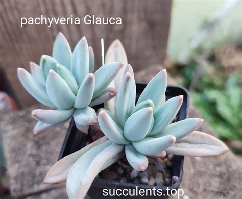 Pachyveria Glauca Cactus Shop