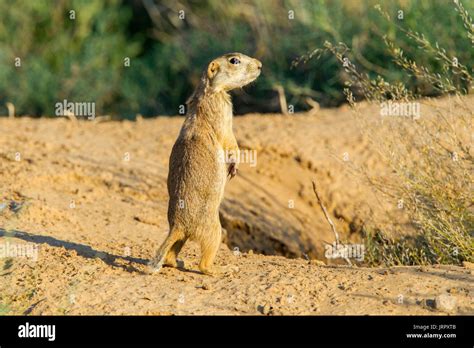 Gunnisons Prairie Dog Cynomys Gunnisoni Farmington New Mexico United