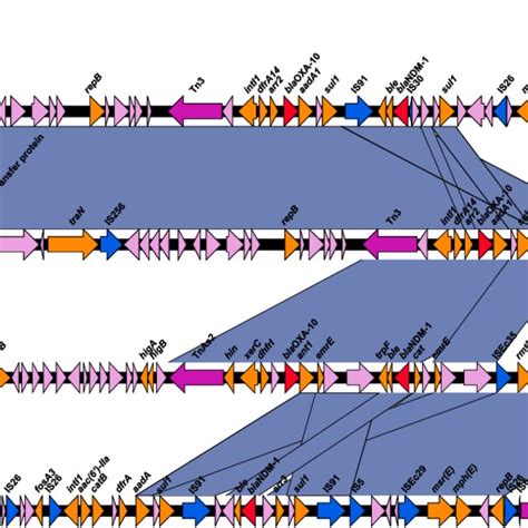 Circular Map Of The Pyq Ndm Plasmid The Outer Circle Showed