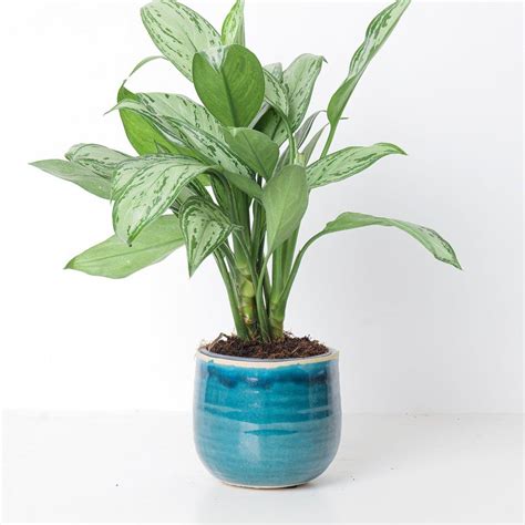 Como Turquoise Plant Pot Indoor Plants And Accessories House Of Kojo