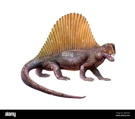 Dimetrodon Illustration This Extinct Prehistoric Animal Is A Synapsid