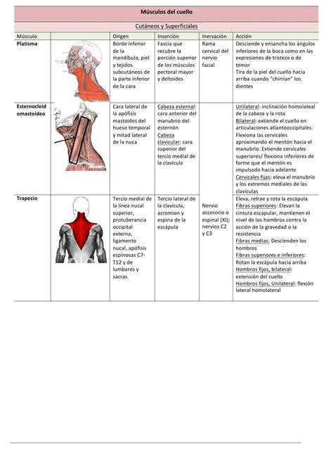 Musculos Cara Cuello Superior Inferior UDocz