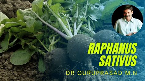 Raphanus Sativus Youtube